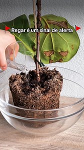 70K views · 359 reactions |  퐏퐥퐚퐧퐭 퐚퐮퐭퐨퐝퐢퐚퐠퐧ó퐬퐭퐢퐜퐨 퐝퐚 퐝퐨퐞퐧ç퐚.  퐈퐧퐬퐭퐚퐧퐭퐥퐲 퐢퐝퐞퐧퐭퐢퐟퐢퐜퐚çã퐨 퐝퐞 퐦퐚퐢퐬 퐝퐞 ퟏퟕ.ퟎퟎퟎ 퐞퐬퐩é퐜퐢퐞퐬 퐝퐞 퐩퐥퐚퐧퐭퐚퐬.  퐃퐞퐭퐚퐢퐥퐞퐝 퐝퐢퐜퐚퐬 퐝퐞 퐭퐫퐚퐭퐚퐦퐞퐧퐭퐨 퐝퐞 퐩퐥퐚퐧퐭퐚퐬 | PlantIn AI: Never Kill Your Plants | Facebook