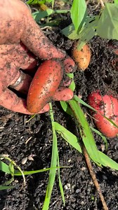 11K views · 367 reactions | This #harvest includes onions, carrots, and potatoes from my #backyardgarden This is my favorite #harvesttime so far! Growing root vegetables is so rewarding! #growyourownfood #gardenharvest #fblifestyle | Ou Sevmouy | Facebook