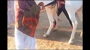 Big Horse Mating With Small Donkey Very Painfull Horse Mating With Donkey Horse Mating Donkey Power Mp3 & Mp4 Download - clip.africa.com