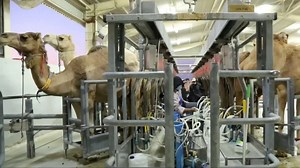 Camel milk powder debuts at Chinese import fair