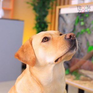 12K views · 82 reactions | I Saved a Dog! | Troom Troom | Facebook