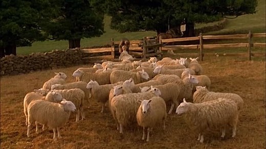 Babe (1995) (Full Screen)
