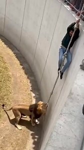 84K views · 315 reactions | Lion attack on zoo part 2 #trading #lions #wildlife #zoo #attack #wildanimals #tranding | WILD TRUTH | Facebook