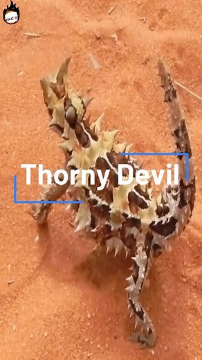 3.6K views · 265 reactions | Thorny Devils #lizard #wildlife #spicies Follow @blowingfacts365 for more interesting videos | Facts that will blow your mind | Facebook
