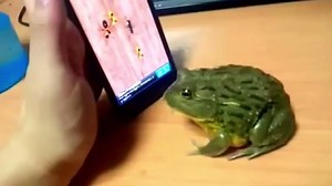 Mann veräppelt Frosch, Frosch schlägt zurück 😝 | 20 Minuten