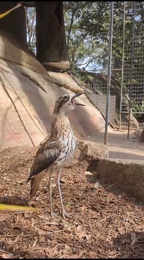 📣📣📣 "WEEKENDS HERE!!" 📣📣📣 #discoveryourwildside #bushstonecurlew #zoo #wildlife | Shoalhaven Zoo