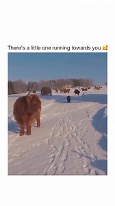 5.6M views · 196K reactions | Cute Highland Calf  #cowlover #cow #cows #cowsofinstagram #cowsmakemehappy #cowsarecool #fluffy #highlandcow #highland #scottish #scottishhighlands | The Cows | Facebook