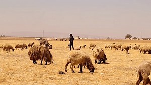 Bedouin Shepherd Tends His Sheep Donkey Stock Footage Video (100% Royalty-free) 3902543219 | Shutterstock