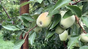 Bugünkü yagan yagışdan gözəl görüntü. | Şəkinamə