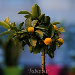 Transformation of tangerine seeds into a garden. | Fabiosa Digest | Facebook