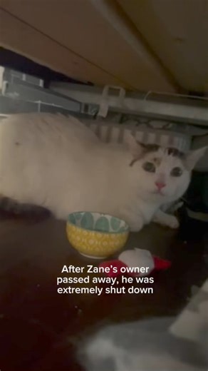 Go, Zane, go! The last couple months in a loving foster home with confident resident cats has helped Zane make leaps and bounds in overcoming his fears. From hiding under beds and in cabinets, Zane is finally showing off his playful side and his sweet spirit! This amount of growth may never have happened in a shelter environment, which is why we’re so grateful to our foster homes. They provide invaluable insight to what our pets are like in a home to help them get adopted, and we want you to hea