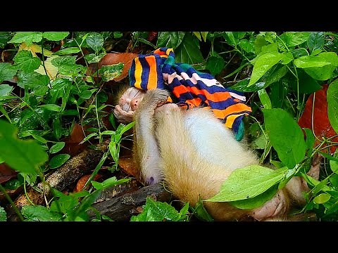 Baby monkey Candy death?