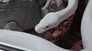 White Leucistic Ball Python Regius Serpent : vidéo de stock (100 % libre de droit) 1108550007 | Shutterstock