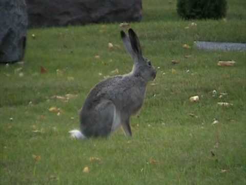 Whitetail Jackrabbit (Leporidae: Lepus townsendii)