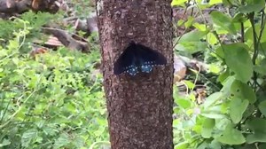 Have you seen our latest Deep Look video on the hungry hungry caterpillar that morphs into a beautiful butterfly? See a bit on how it was made! | KQED Science
