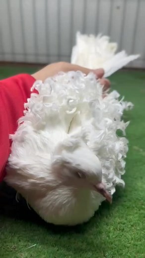 Beautiful Frillback Pigeon Flying