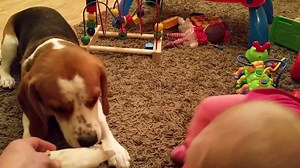 1.1K reactions · 599 shares | What a Beautiful Bond they have!! | Jinx Magic | Facebook