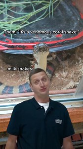 1.6K views · 21 reactions | Non venomous milk snakes like Frederick are adapted to mimic the color pattern of the venomous coral snake. This helps keep predators (including humans) away! #milksnake #sureaboutthat #leavewildlifealone | Lee Richardson Zoo | Facebook