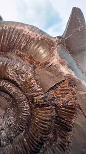 6.7K views · 86 reactions | *Use code BIGFOSSIL25 for 25% off all...