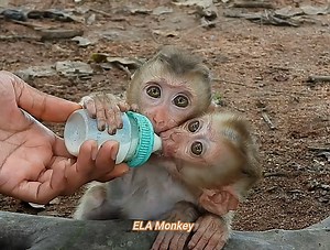 93K views · 2.5K reactions | OMG What a pity for the two monkeys cheko who had to help him because I was hungry, I gave them milk | ELA Monkey | Facebook