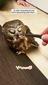 A man rescued an owl from drowing and then #Shorts | Tails Of Hope