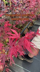 4.9K views · 60 reactions | The perfect small non weeping tree - japanese maple ‘Shaina’ - search “shaina” on thetutuguru.com.au to get yours now! #japanesemaple #red #purple #nonweeping | Hello Hello Plants & Garden Supplies | Facebook