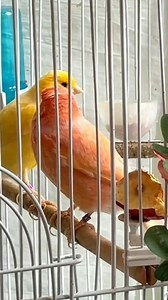 31K views · 1.6K reactions | Canaries: Male canaries can be very romantic during mating season. He will feed and kiss female canaries to show his interest. #redcanary #kanarek #canarie #Kanariefågel #Canárias #الكناري | Fabio Canavarro | Facebook