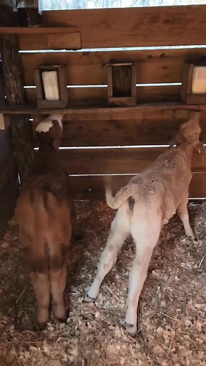 #littlecreekranchinwaynesborotn #fun #calf | Little Creek Ranch in Waynesboro TN