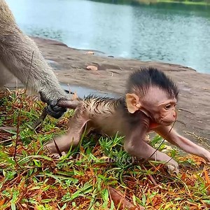 108K views · 2.5K reactions | Long Time Without Milk With Papa Balu Tiny Patrick Looking Exhausted #Balu #Patrick | Hello Monkey | Facebook