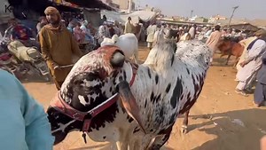 4K views · 264 reactions | Malir Mandi Karachi Cattle Rates Update | Karachi Cattle Collection | Facebook