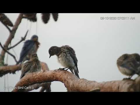 Juvenile Eastern Bluebirds Perch And Preen In Savannah – Aug. 10, 2020
