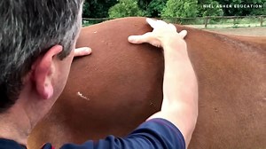 15K views · 135 reactions | One of the most common issues that equine massage therapists deal with is the existence of trigger points in the belly of the muscles. These sensitive knots are painful and, if left untreated, can cause your horse to develop incorrect posture, muscle spasms, weakness, irritability, and even dysfunction. Click on the link to learn more ... https://bit.ly/3EjZN2Q | NAT Global Campus | Facebook