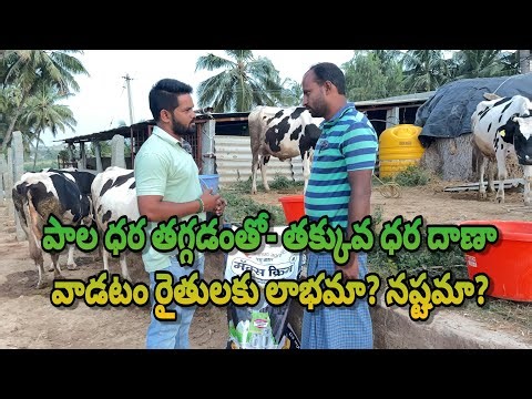 Milk rate down avvadam valla Thakkuva rate feed పాల ధర లేదని తక్కువ ధర దాణా వాడడం లాభమా నష్టమా ??