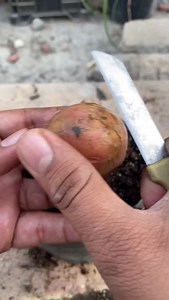 156K views · 874 reactions | How to grow rose #viral #garden #gardening #plants #romantic #viralvideos #reel #romantic #viralreels #ideas #love | Muhammad Shehbaz | Facebook