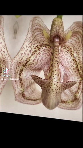 HOPE ORCHIDS on Reels