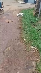 3.8K reactions · 314 shares | Esse cachorro está morto na rua nossa senhora de Fátima com a rua primavera, não tem marcas de atropelamento. Com certeza foi envenenado. O animal está gordo e bem zelado, isso mostra que tem um tutor. Cachorros que vivem soltos na rua infelizmente esse é um dos resultados. | Proteção Animail | Facebook