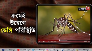 2.3K views · 33 reactions | Dengue : ক্রমেই উদ্বেগে উত্তর ২৪ পরগনার ডেঙ্গি পরিস্থিতি, জারি রেড এলার্ট #Dengue #RedAlert #news18Bangla #WestBengal | News18 Bangla | Facebook