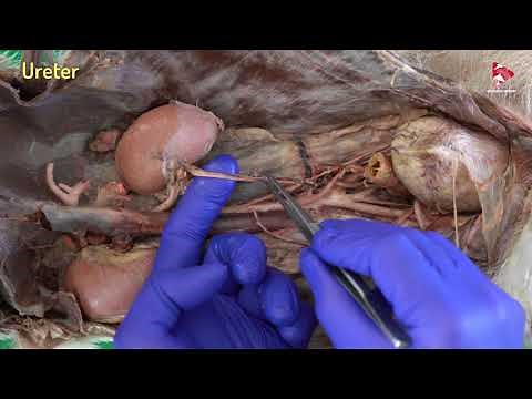 Anatomy of the Canine Urinary System