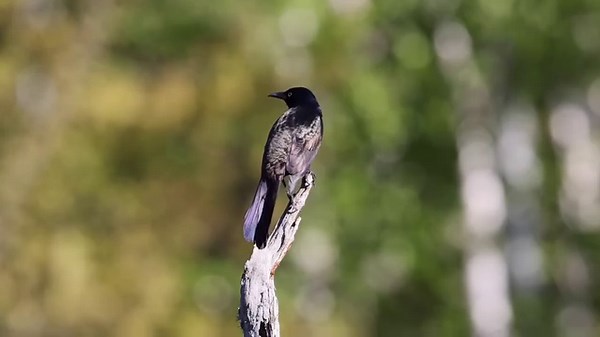 6.3K views · 746 reactions | From: #Birdds & #Nature! Common grackle (Quiscalus quiscula) | BIRDS & Nature | Facebook