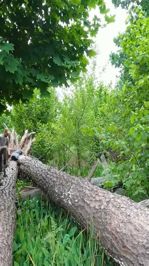 Build a shelter between two large trees for overnight survival campin | Dungannon Thomas Clarkes