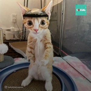 Ce malheureux chaton est né avec son crâne inachevé, mais grâce à un casque, il peut vivre en sécurité. | Social