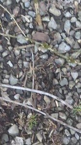 Magnolia blossom hard at play | Stephanie Watson