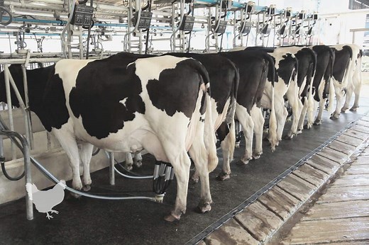 What Happens If You Don’t Milk A Cow? — Farm & Animals