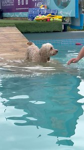 56K views · 2.3K reactions | Cockapoo Teddy is a nervous boy and done so well for his first ever swim at 7 yrs old  | Canine Dip and Dive Maldon | Facebook