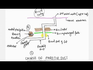 ANATOMY | HEAD AND NECK | PAROTID GLAND | COURSE OF PAROTID DUCT