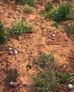 4.7K views · 49 reactions | Go hard or go home  #NoRulesOnlyBalls | International Extreme Pétanque Federation | Facebook