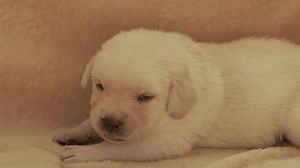 Jeune chiot labrador jaune, 4k : vidéo de stock (100 % libre de droit) 3695424355 | Shutterstock
