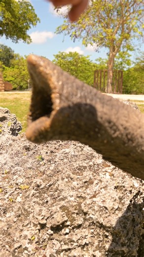 3.9K views · 107 reactions | For the first time, #ZooMiami was successful at drawing blood for plasma purposes - on an elephant no less! Our goal is to help build a plasma bank for other elephants suffering from EEHV (Elephant Endotheliotropic Herpesvirus). Full video here: https://bit.ly/45oqSA1 | Zoo Miami | Facebook