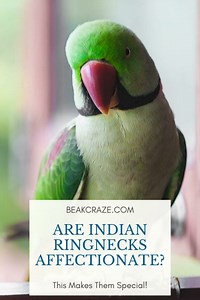 Are Indian Ringnecks Affectionate? This Makes Them Special!