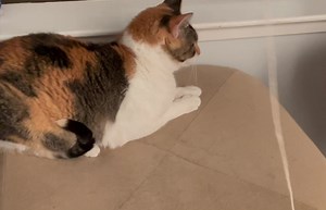 Santa Cruz County Animal Shelter on Reels